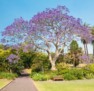 A large jacaranda tree in a park.