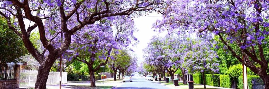 Purple jacaranda trees over a road.