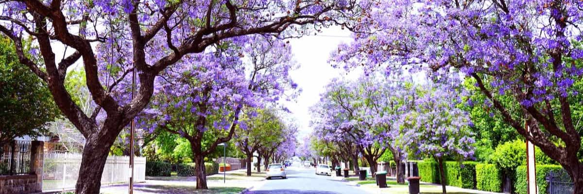 Purple jacaranda trees over a road.